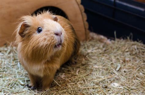 what are the cheapest pets